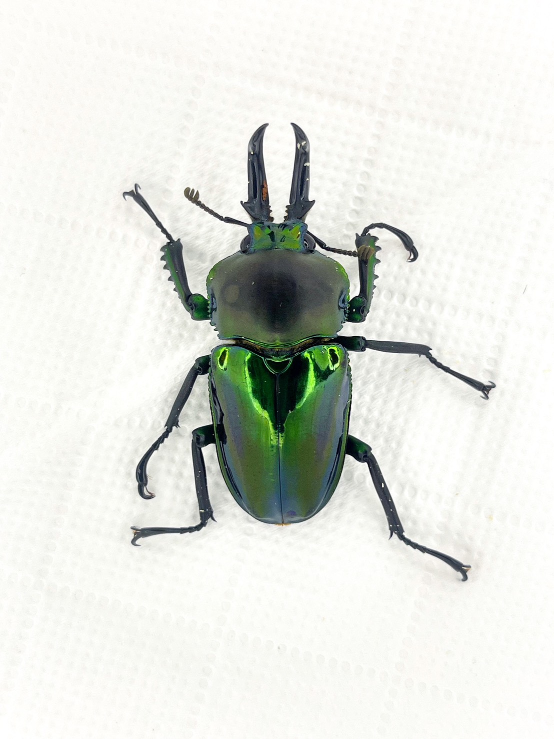 Super Green rainbow stag beetle with red eyes